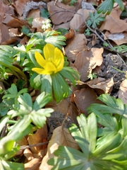 Eranthis hyemalis