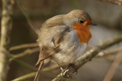 Erithacus rubecula