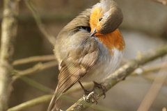Erithacus rubecula