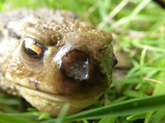 Lucilia bufonivora