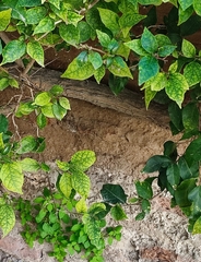 Bougainvillea glabra