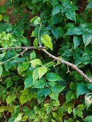 Bougainvillea glabra