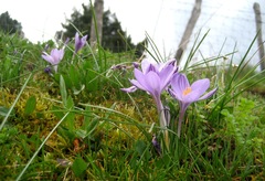Crocus minimus