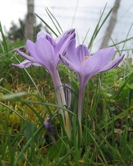 Crocus minimus