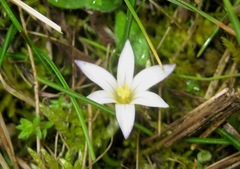 Romulea columnae columnae