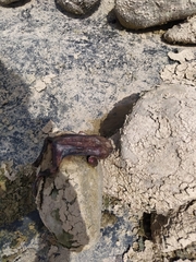 Sclerophrys mauritanica
