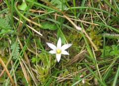 Romulea columnae columnae