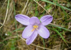 Crocus minimus