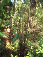 Dracophyllum sinclairii