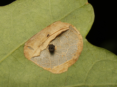 Phyllonorycter aeriferella