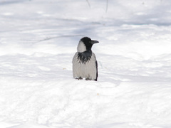 Corvus cornix