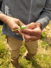 Orthoptera