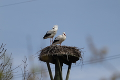 Ciconia ciconia
