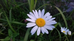 Leucanthemum vulgare