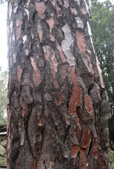 Pinus pinaster pinaster