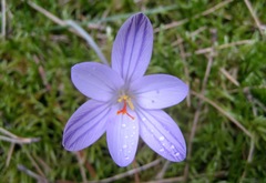 Crocus corsicus