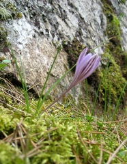 Crocus corsicus
