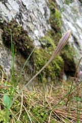 Crocus corsicus