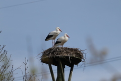 Ciconia ciconia