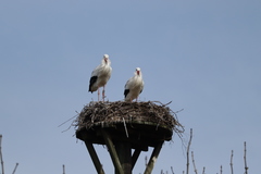 Ciconia ciconia