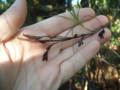 Dracophyllum sinclairii