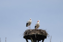 Ciconia ciconia