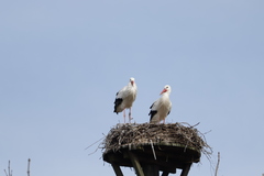 Ciconia ciconia