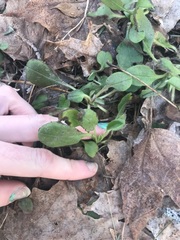 Lepidium sativum