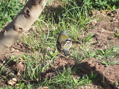 Fringilla coelebs africana