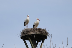 Ciconia ciconia