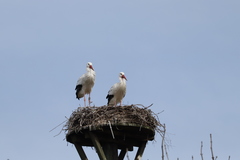 Ciconia ciconia