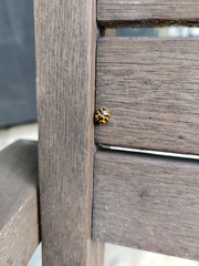 Harmonia axyridis