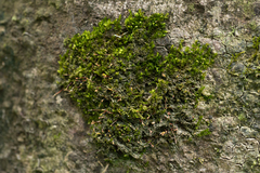 Sematophyllaceae