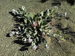 Asclepias californica californica