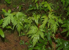 Loxsoma cunninghamii