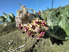 Asclepias californica californica