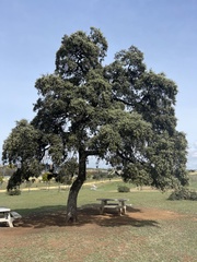 Quercus rotundifolia