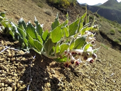 Asclepias californica californica