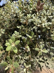 Quercus rotundifolia