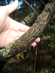 Dracophyllum sinclairii