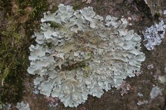 Flavoparmelia caperata