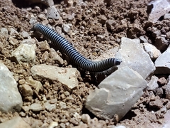 Ommatoiulus sabulosus aimatopodus