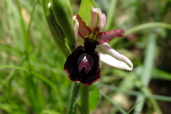 Ophrys bertolonii