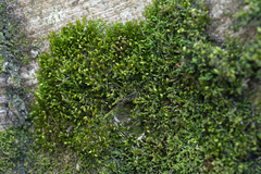 Sematophyllaceae