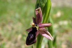 Ophrys bertolonii