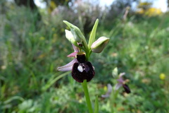 Ophrys bertolonii