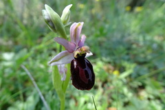 Ophrys bertolonii