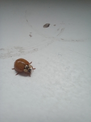 Harmonia axyridis