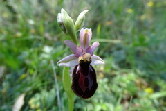 Ophrys bertolonii