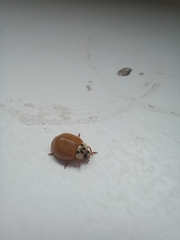Harmonia axyridis